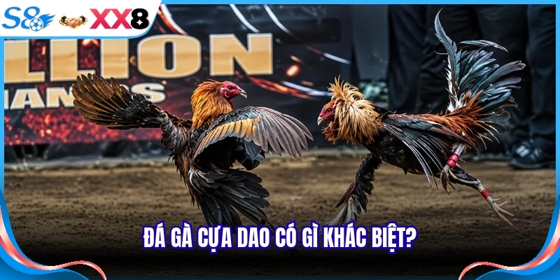 Đá gà cựa dao có gì khác biệt?