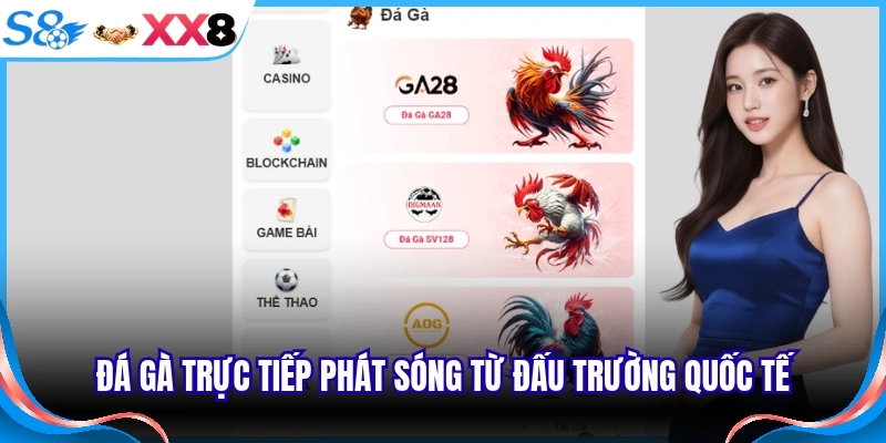Đá gà trực tiếp phát sóng từ đấu trường quốc tế
