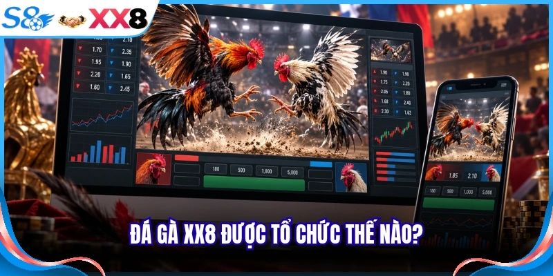 Đá gà XX8 được tổ chức thế nào?
